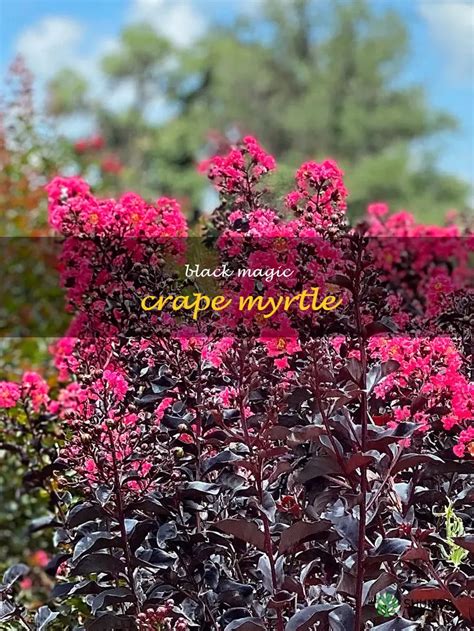Magical Darkness Crapemyrtle: A Refreshing Twist on a Classic Flower